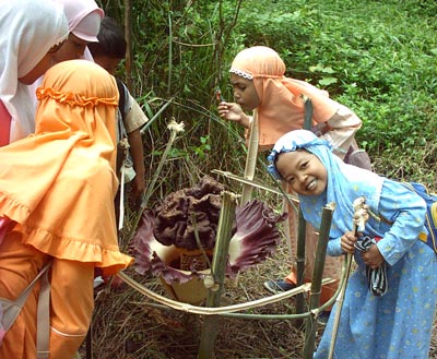 Belajar Dari Bunga Bangkai Blog Sekolah Alam Ar Ridho Semarang
